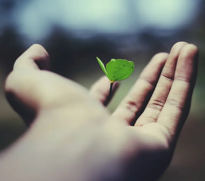 Une main qui tient une jeune pousse de plante, illustrant l'aide au développement personnel qu'apporte les soins énergétiques
